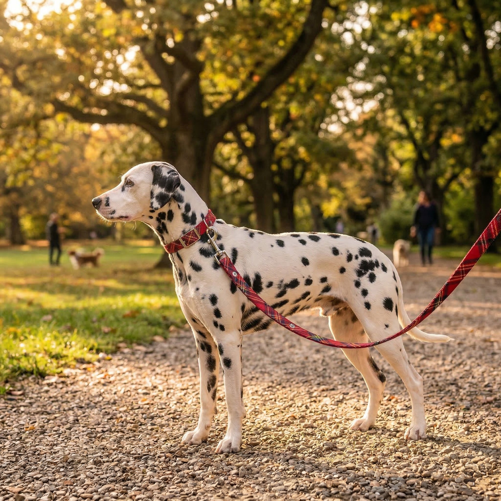 19abbae2c988569d7aad1b23d05abe73