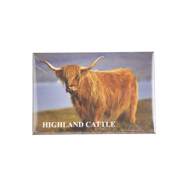 Photo Magnet-Scotland Cow 1