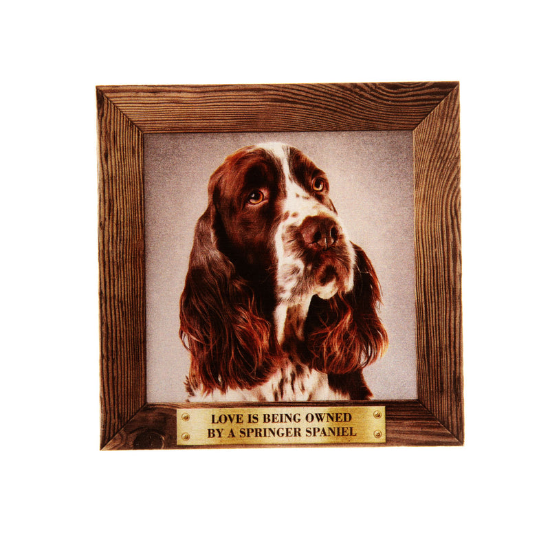 Pet Fridge Magnet Big Springer Spaniel